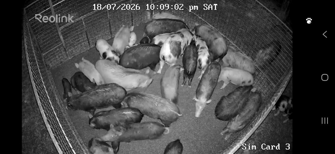 Night camera footage of a mob of feral pigs held inside a trap yard, timestamped 10:09pm